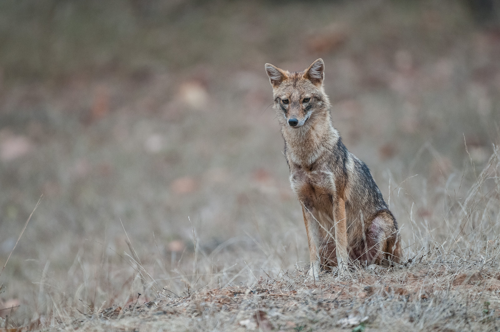 Golden Jackal, Bandhavgarh National Park, India