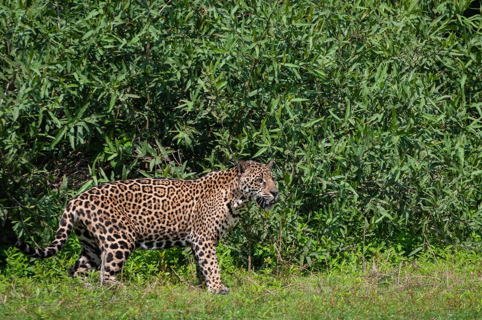 Jaguar, Pantanal, Brazil