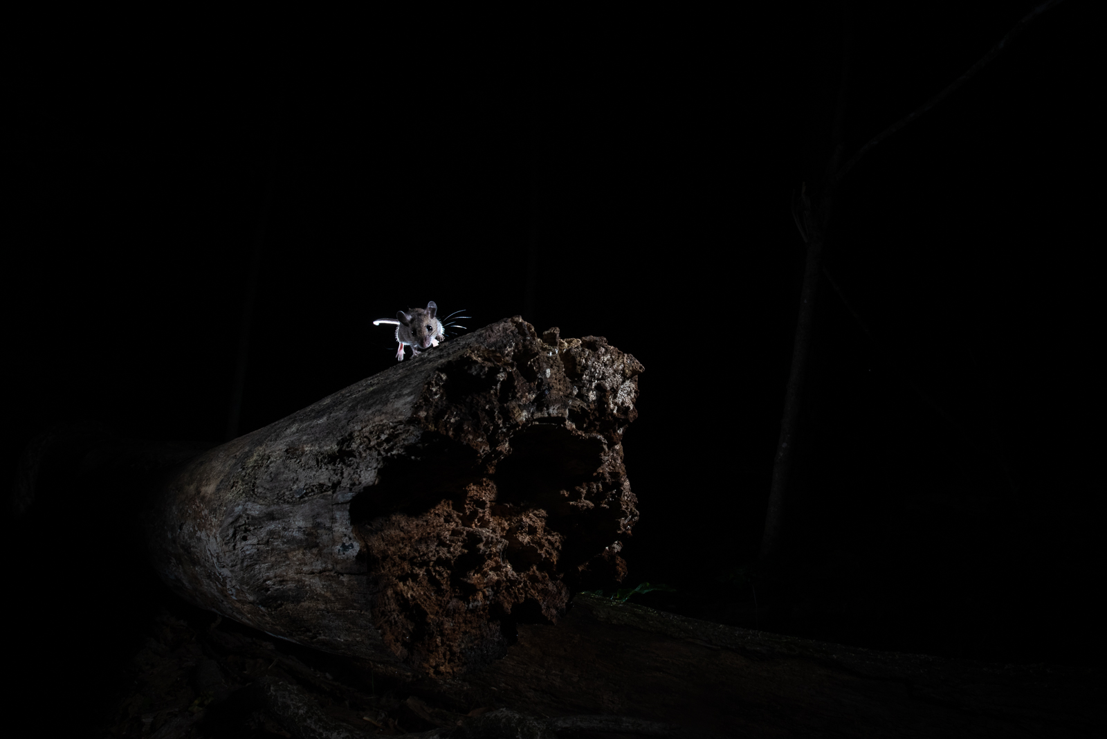 Deer Mouse, Farmington, Connecticut