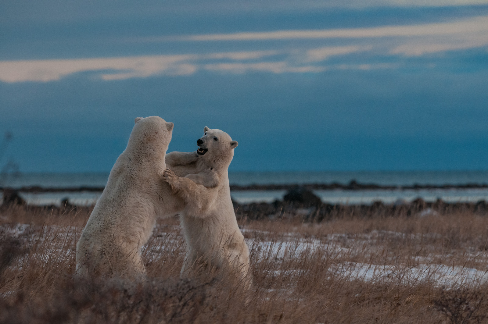 Polar Bears, Seal River, Manitoba, Canada