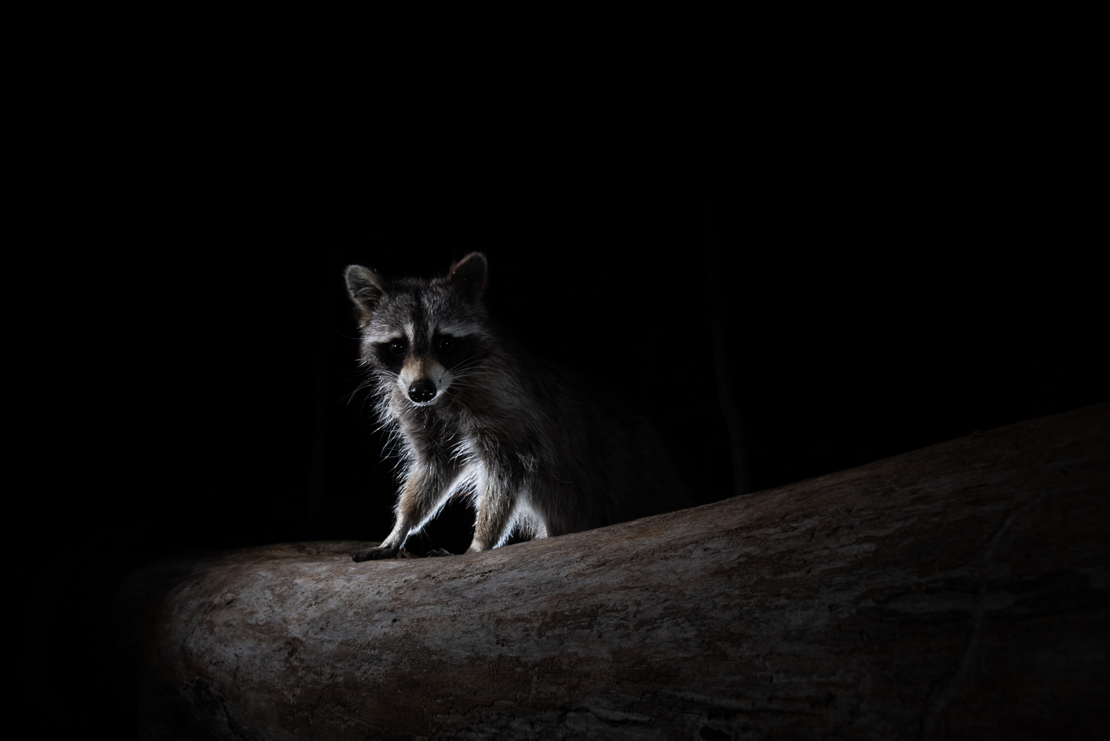 Raccoon, Farmington, Connecticut