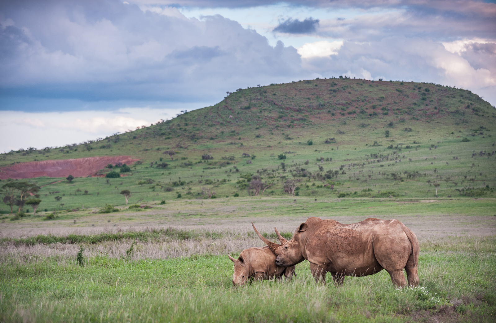 White Rhinoceros and Calf, Lewa, Kenya
