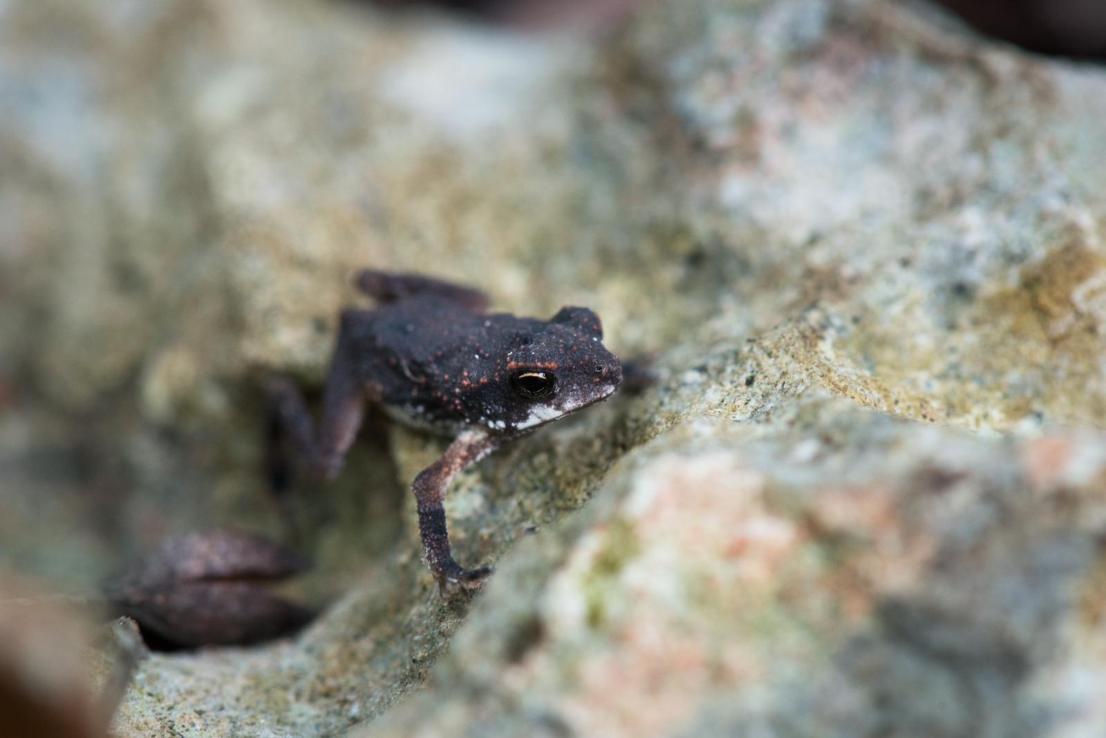 Robber Frog, Yucatan Peninsula, Mexico