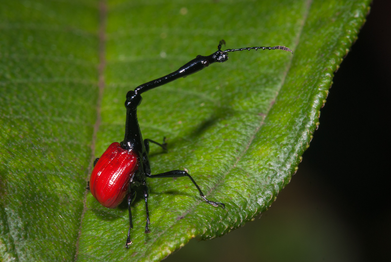 Giraffe Weevil, Ranomafana National Park, Madagascar
