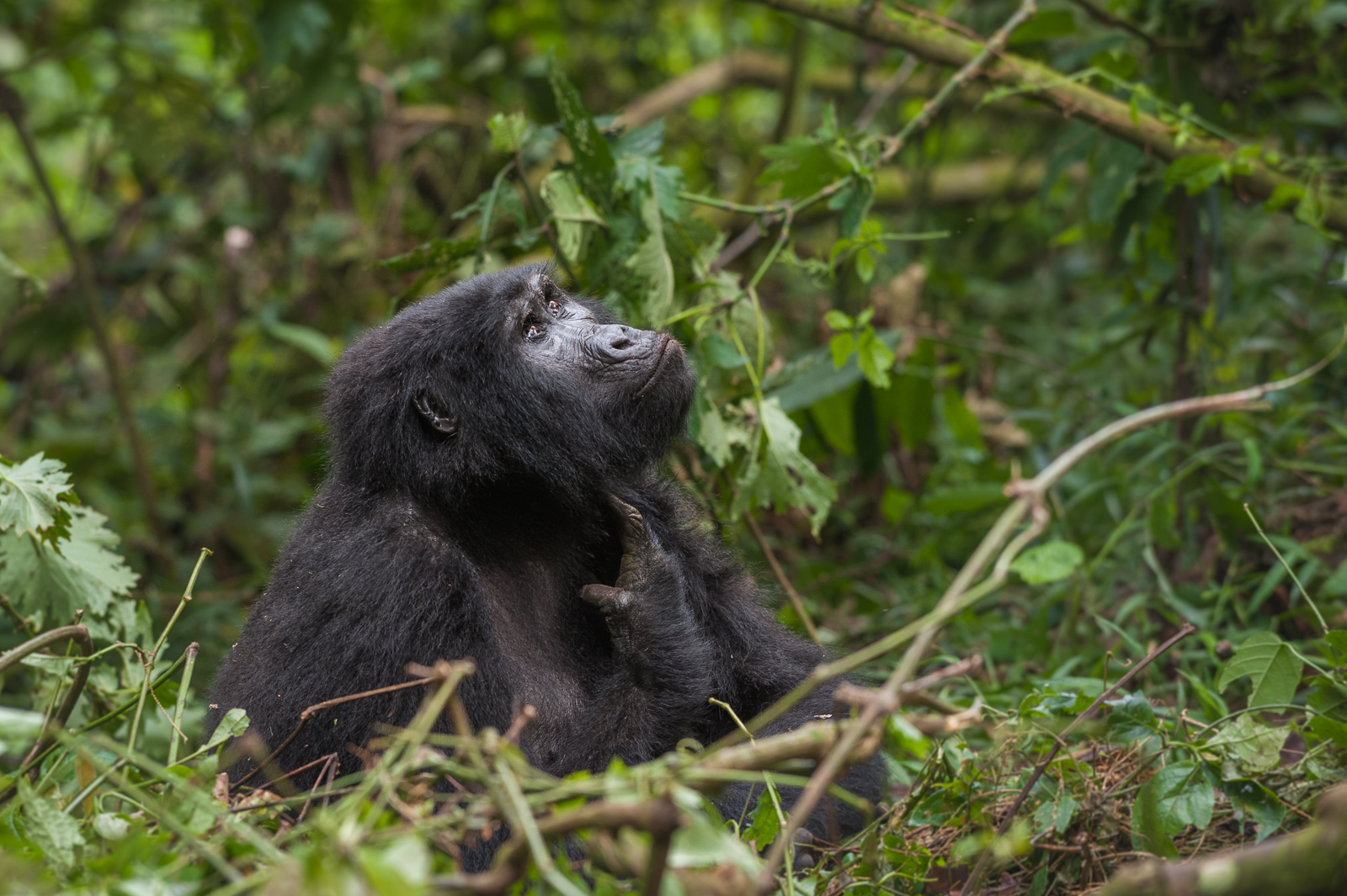 Mountain Gorilla, Bwindi, Uganda
