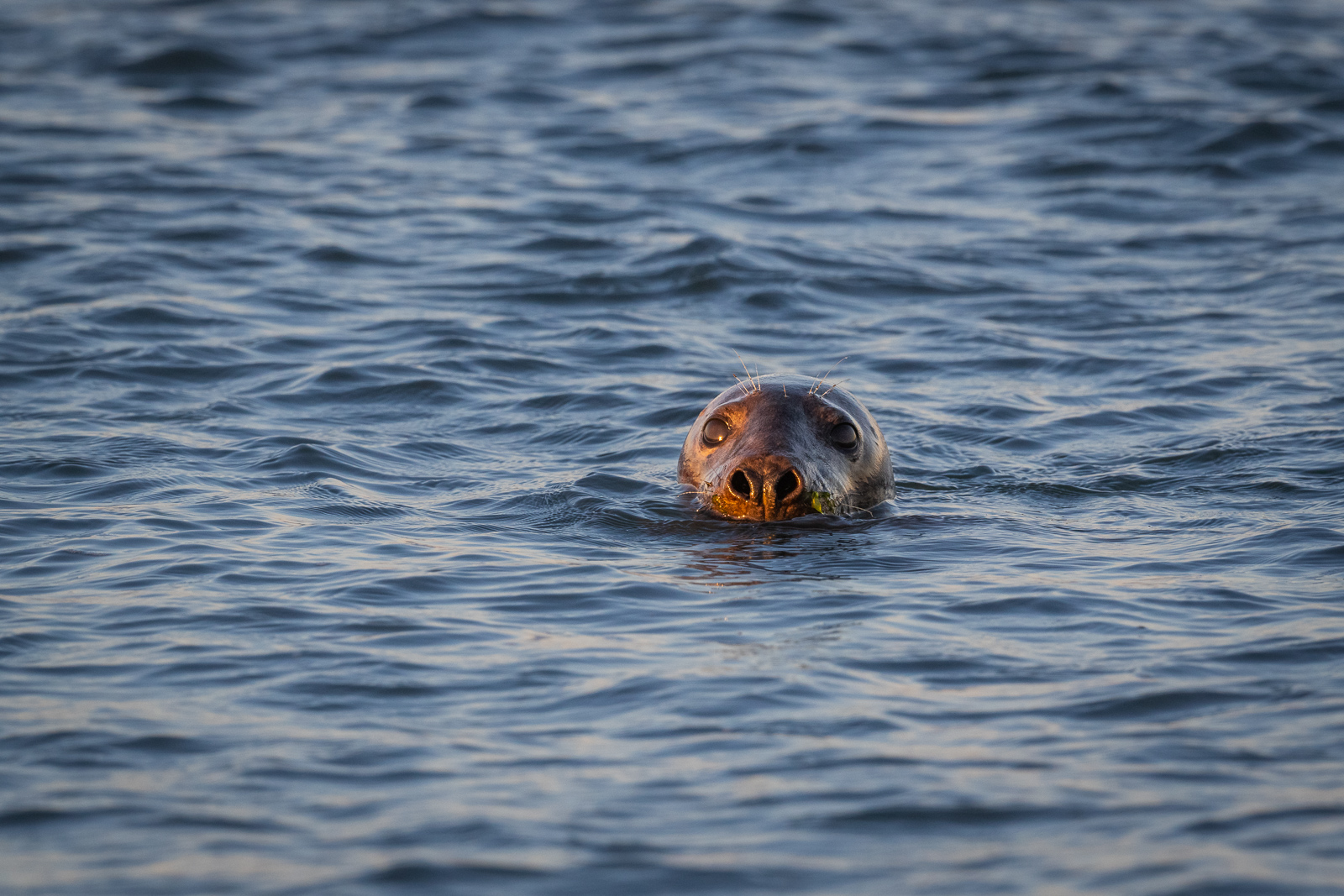 Harbor Seal, Block Island, Rhode Island