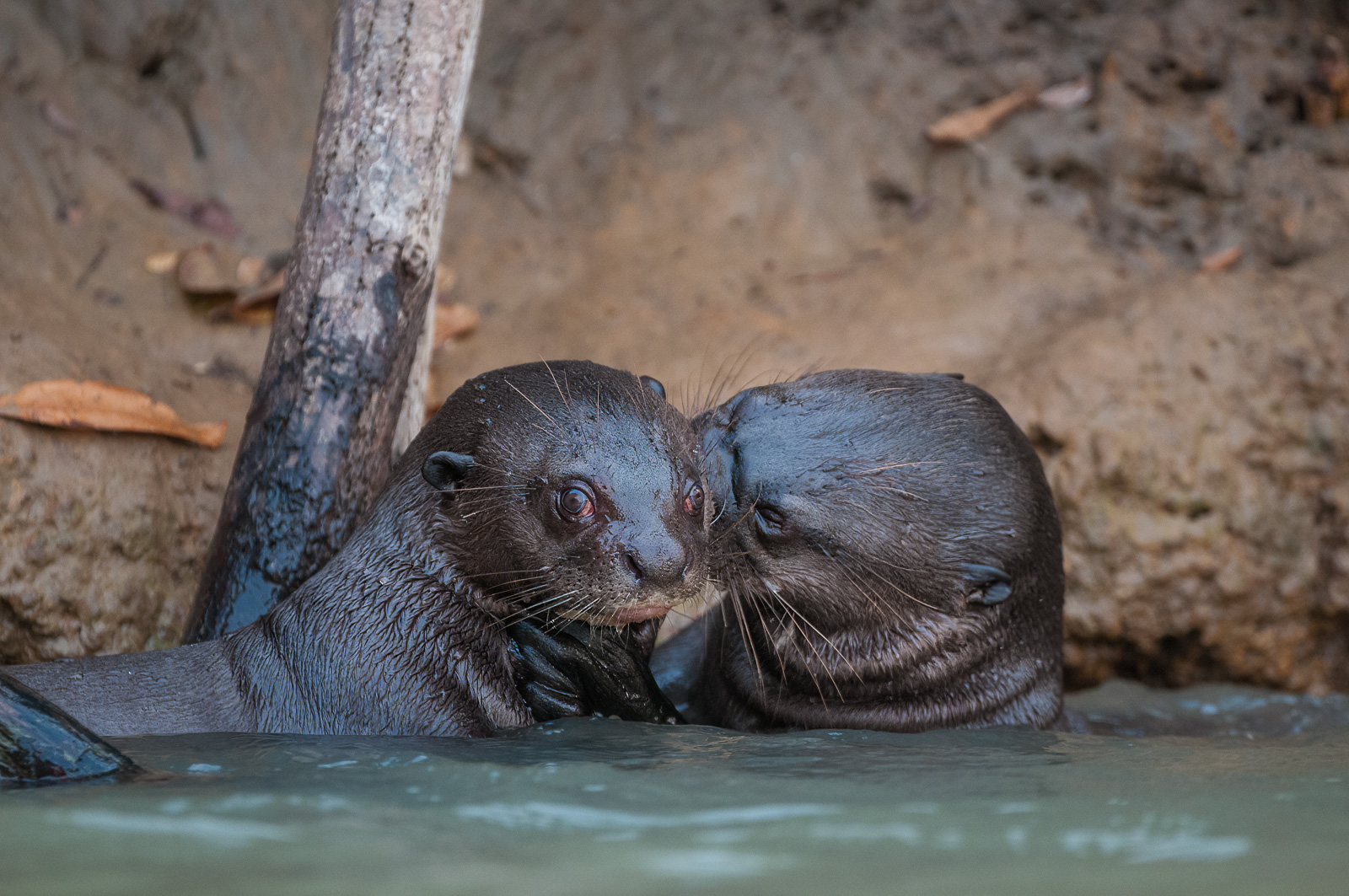 Giant River Otters, Pantanal, Brazil
