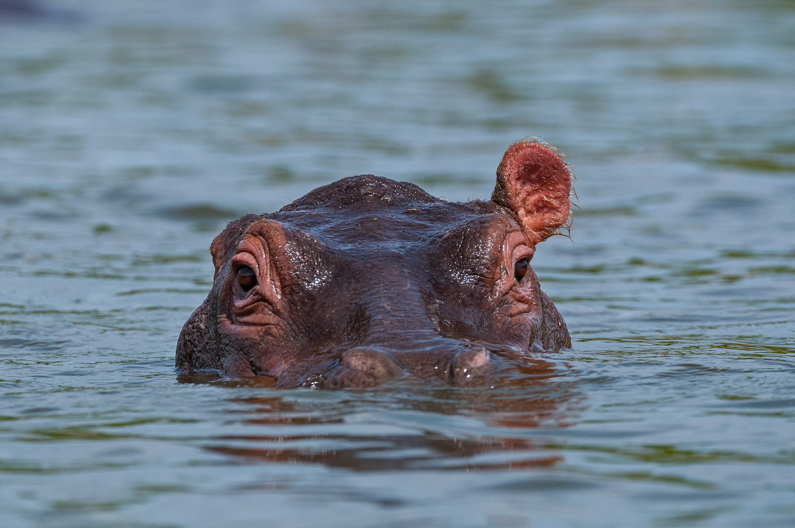 Hippo, Queen Elizabeth National Park, Uganda