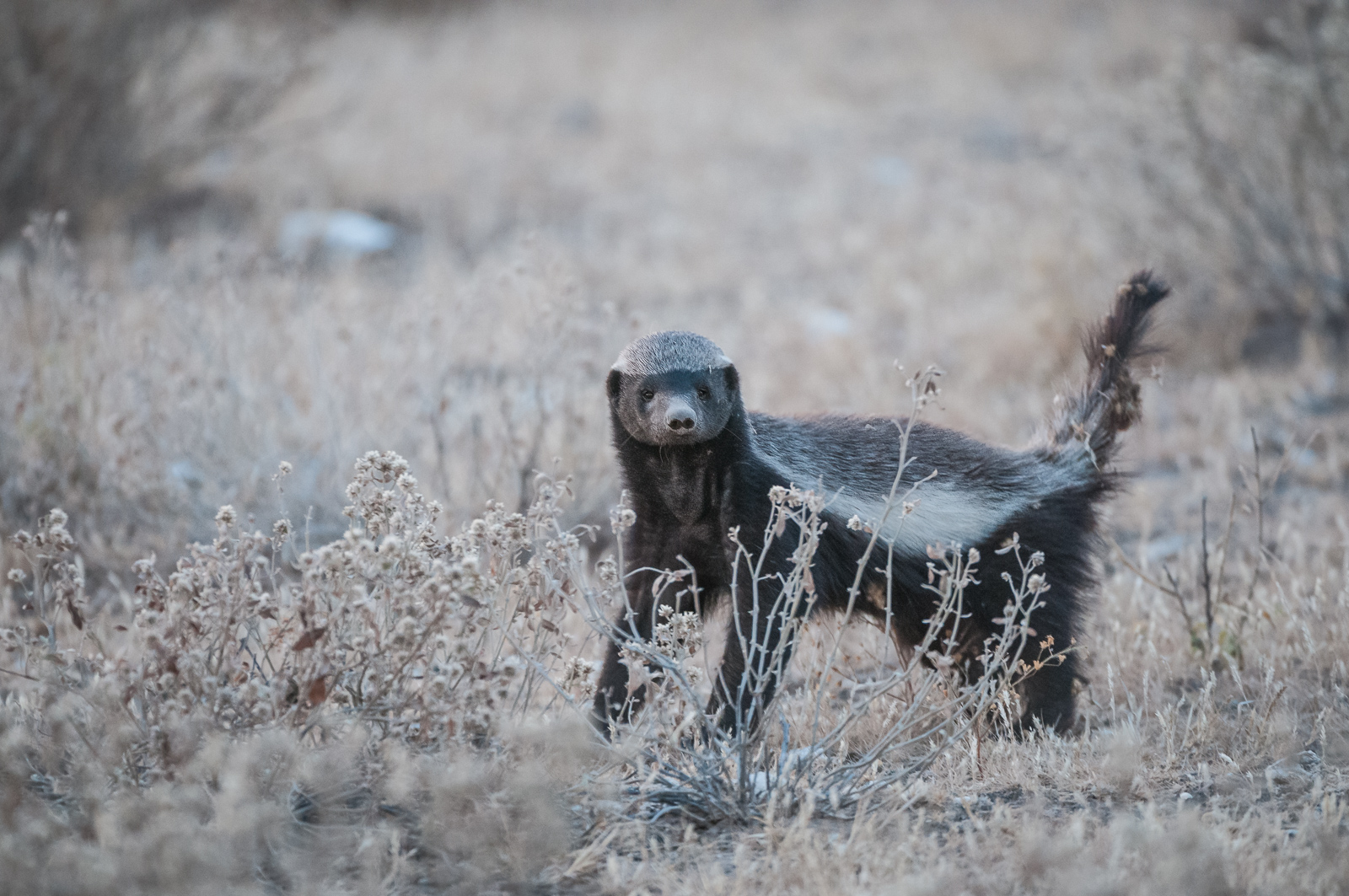 Honey Badger, Kalahari Desert, Botswana