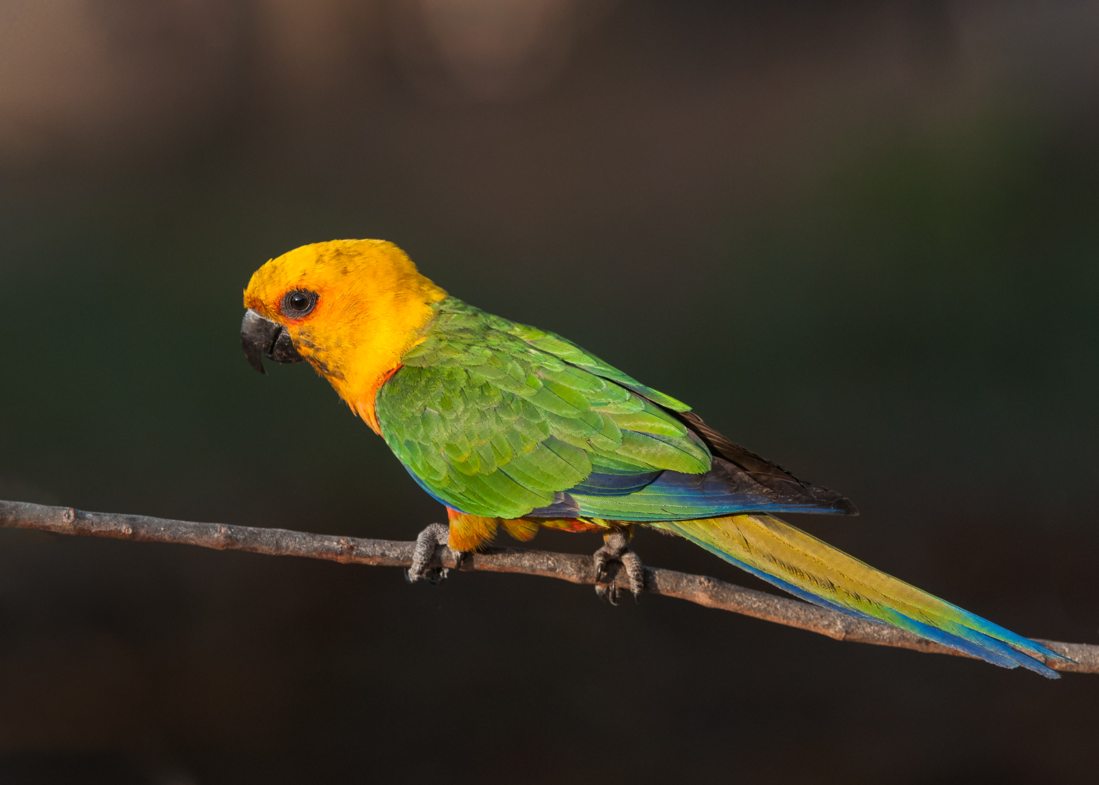 Jandaya Parakeet, Hyacinth Valley, Brazil
