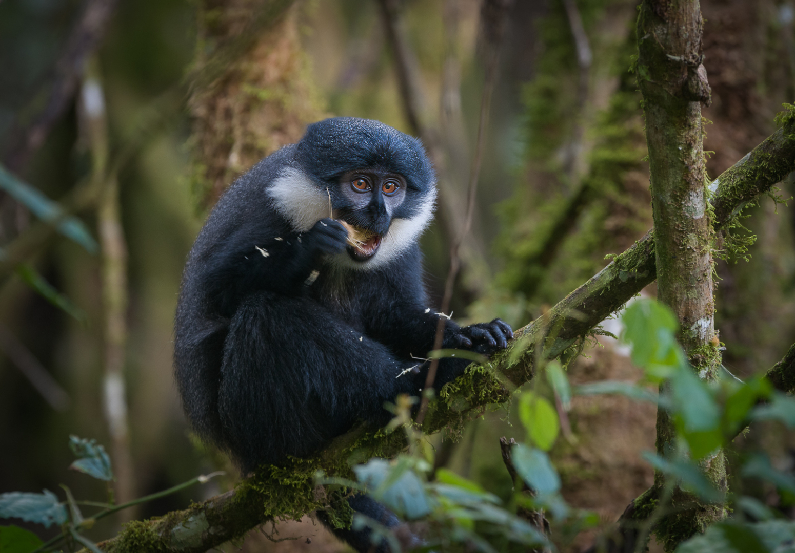 L'Hoest's Monkey, Bwindi, Uganda