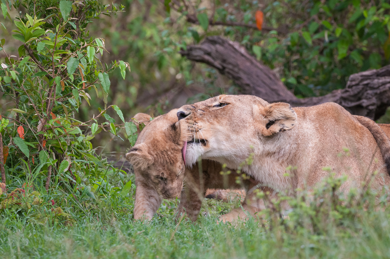 Lioness Lick, Masai Mara, Kenya