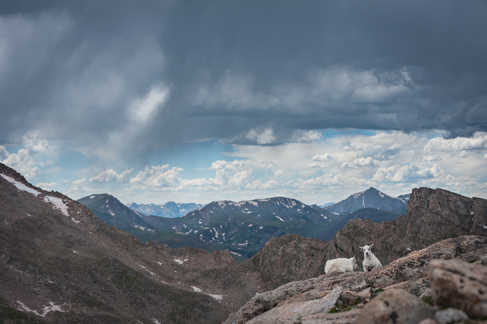Mountain Goat Landscape, Mount Evans, Colorado