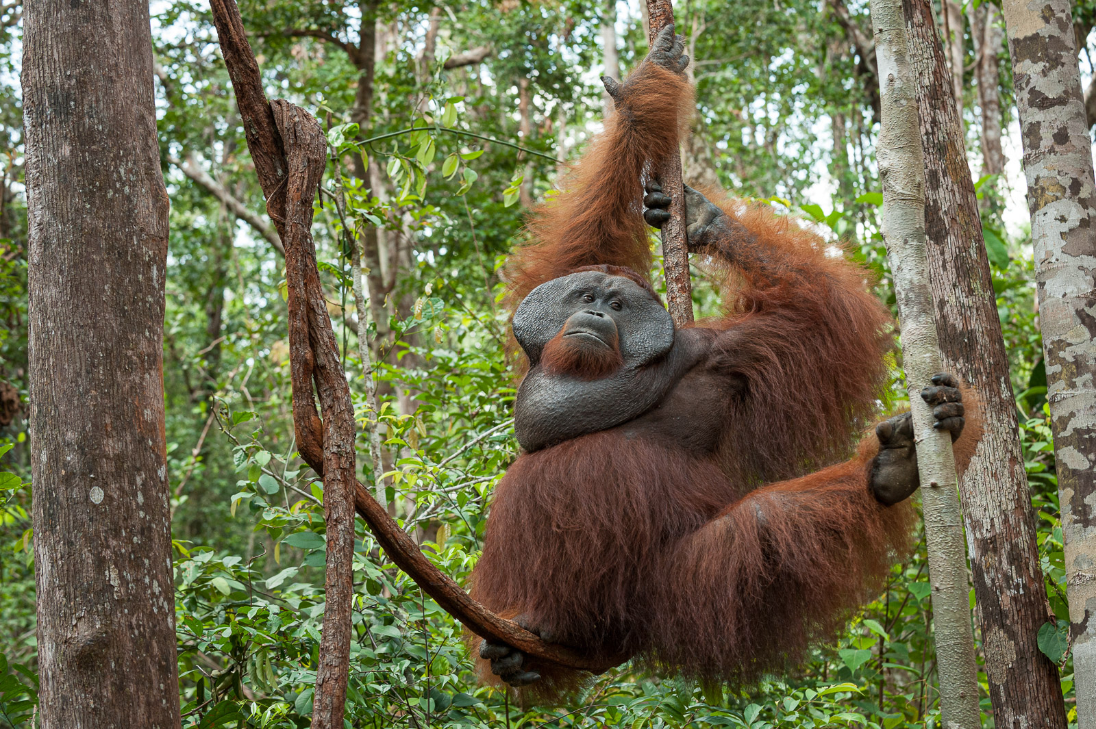 Orangutan, Tanjung Puting National Park, Indonesian Borneo