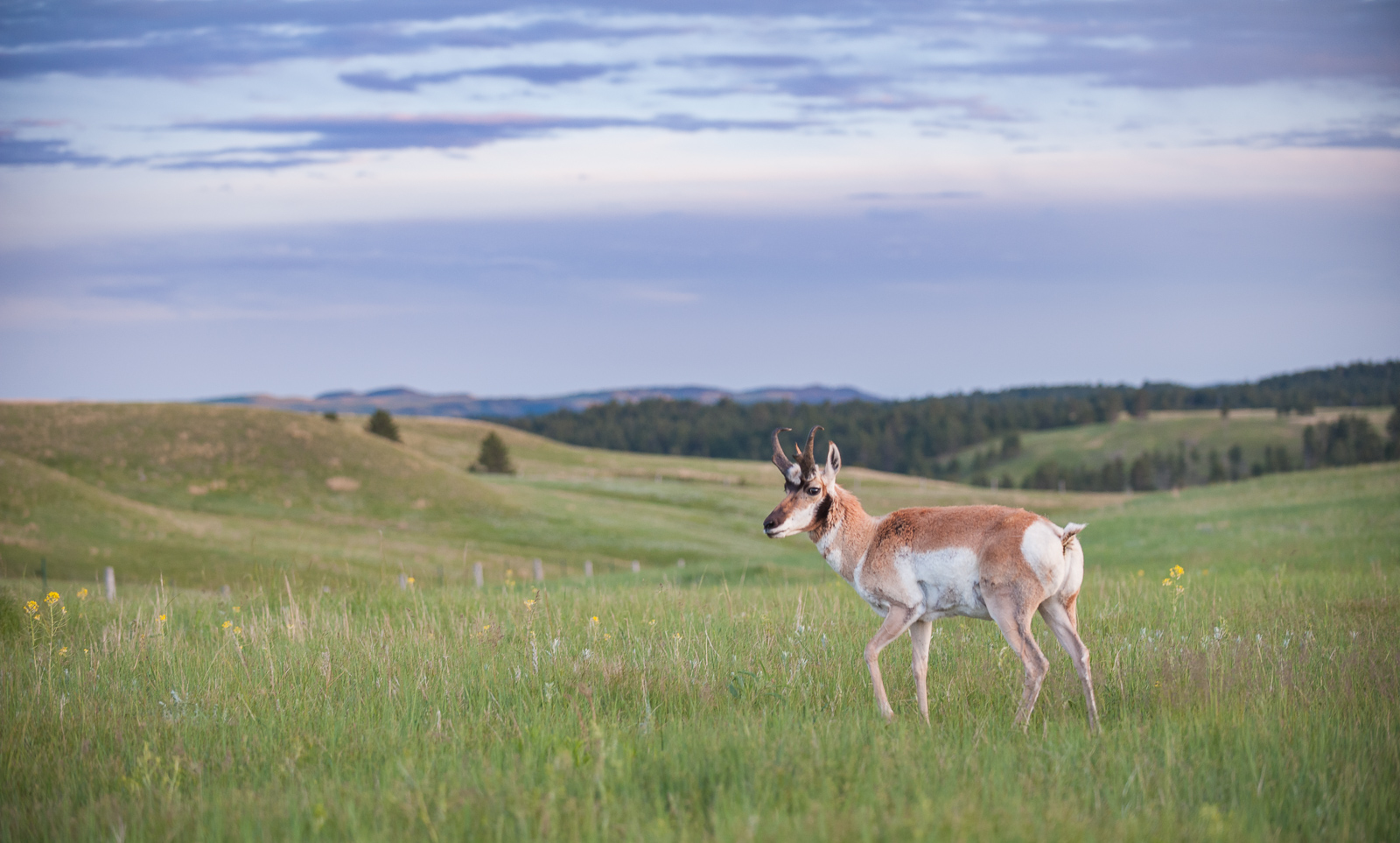 Pronghorn, Wind Cave National Park, South Dakota
