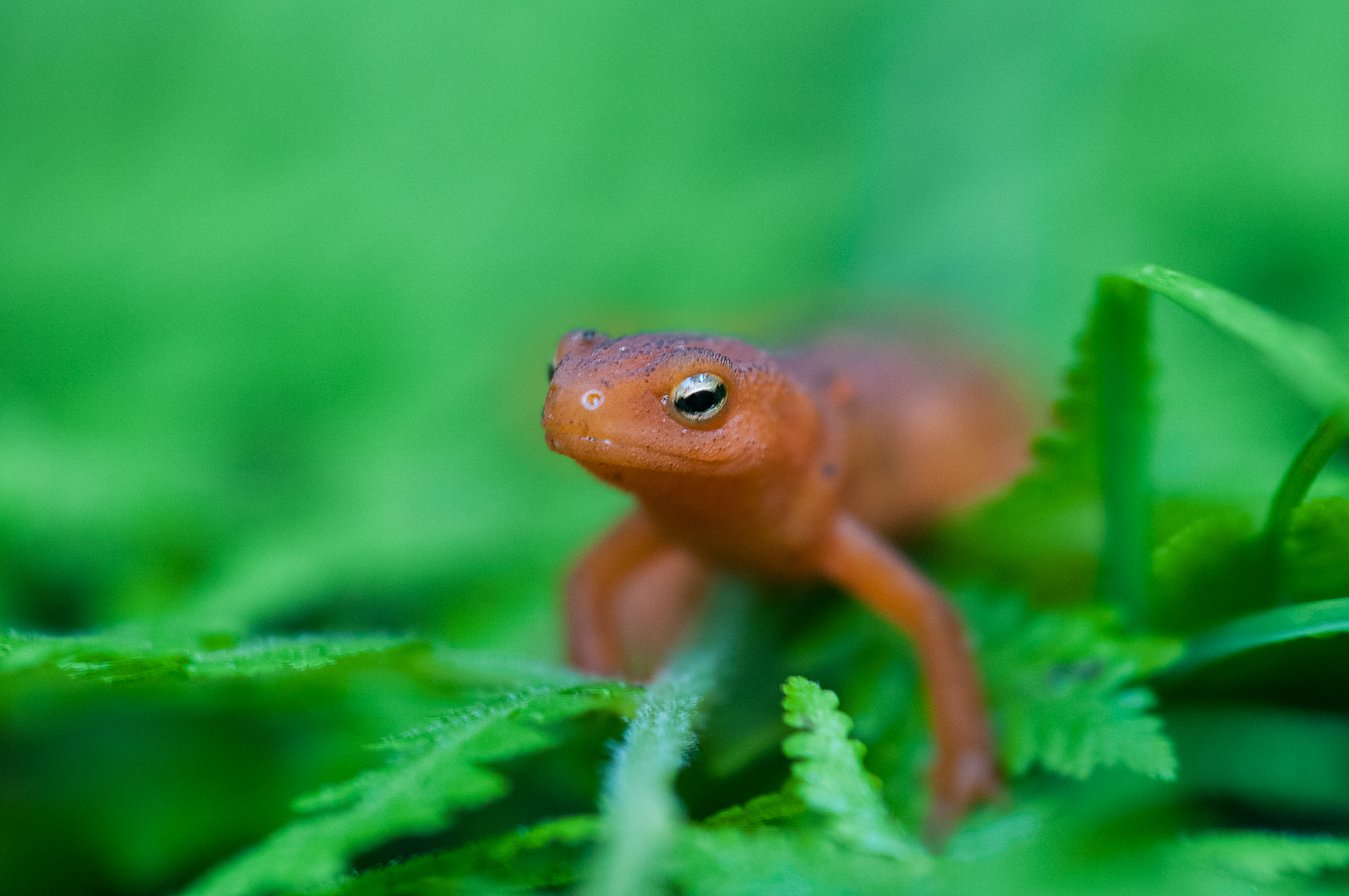 Eastern Newt (Red Eft Phase), Delaware Water Gap, New Jersey
