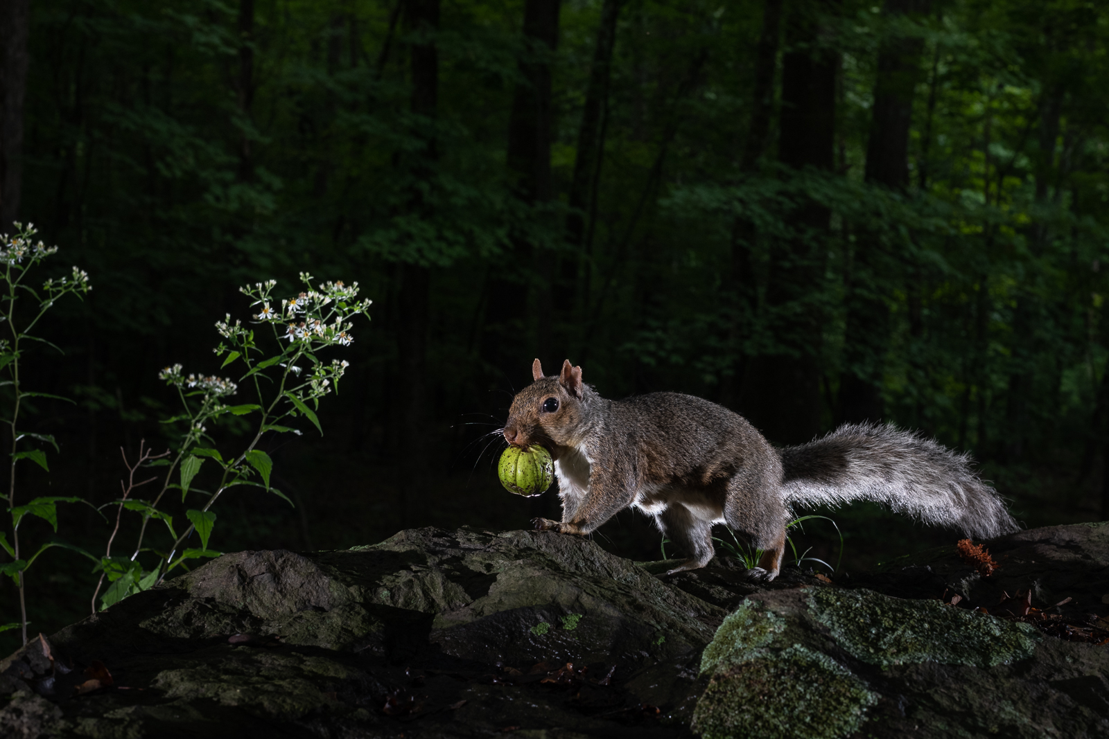 Eastern Gray Squirrel, Farmington, Connecticut