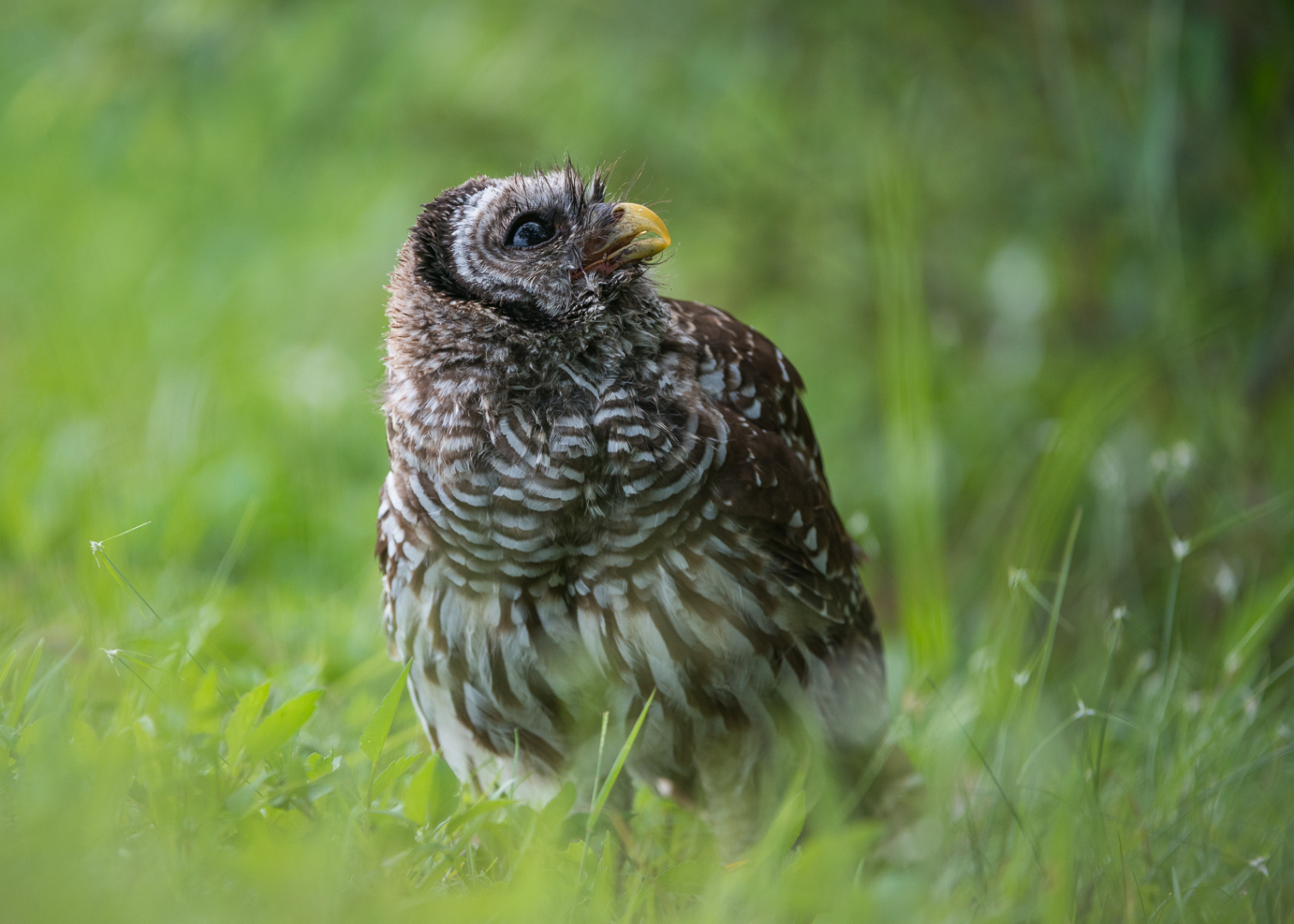 Barred Owl, Everglades National Park, Florida