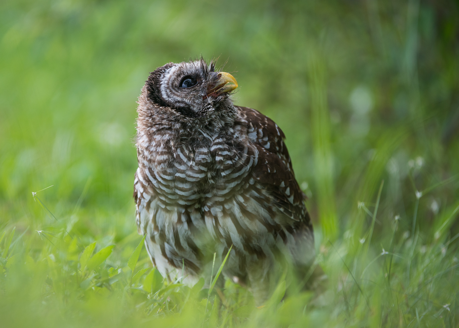 Barred Owl, Everglades National Park, Florida
