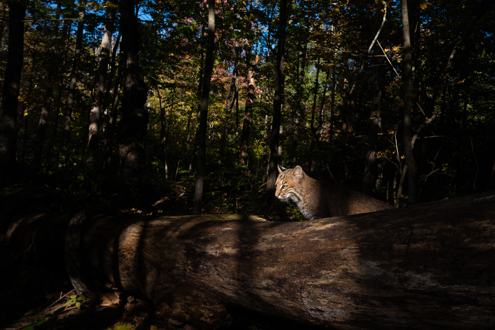 Bobcat, Farmington, Connecticut