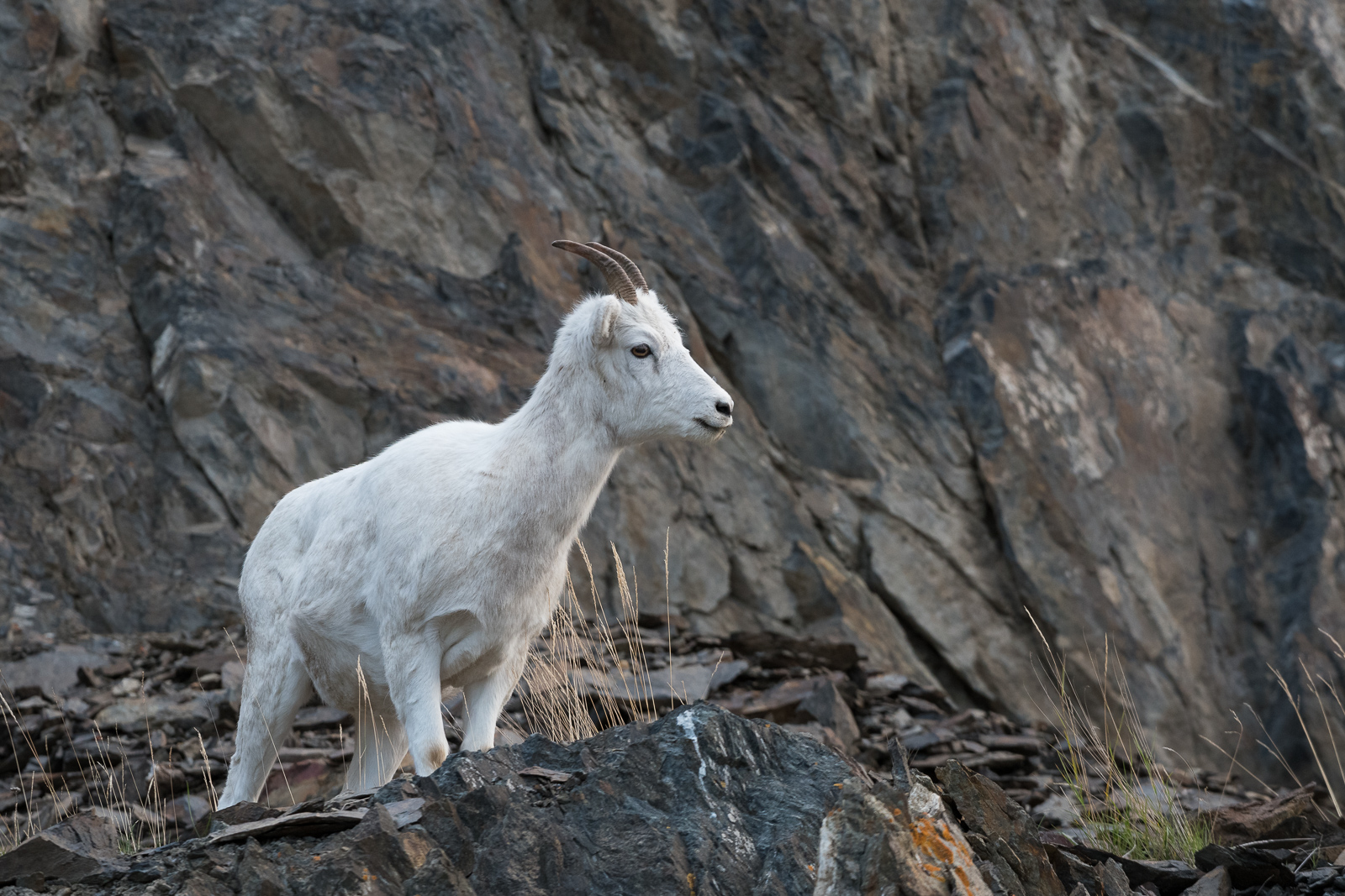 Dall Sheep, Anchorage, Alaska