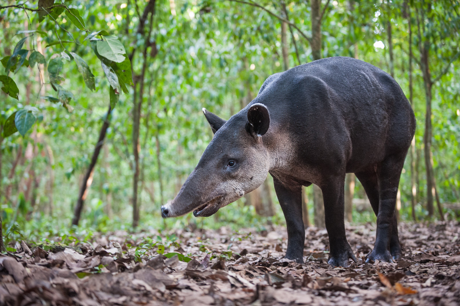 Baird's Tapir, Corcovado National Park, Costa Rica