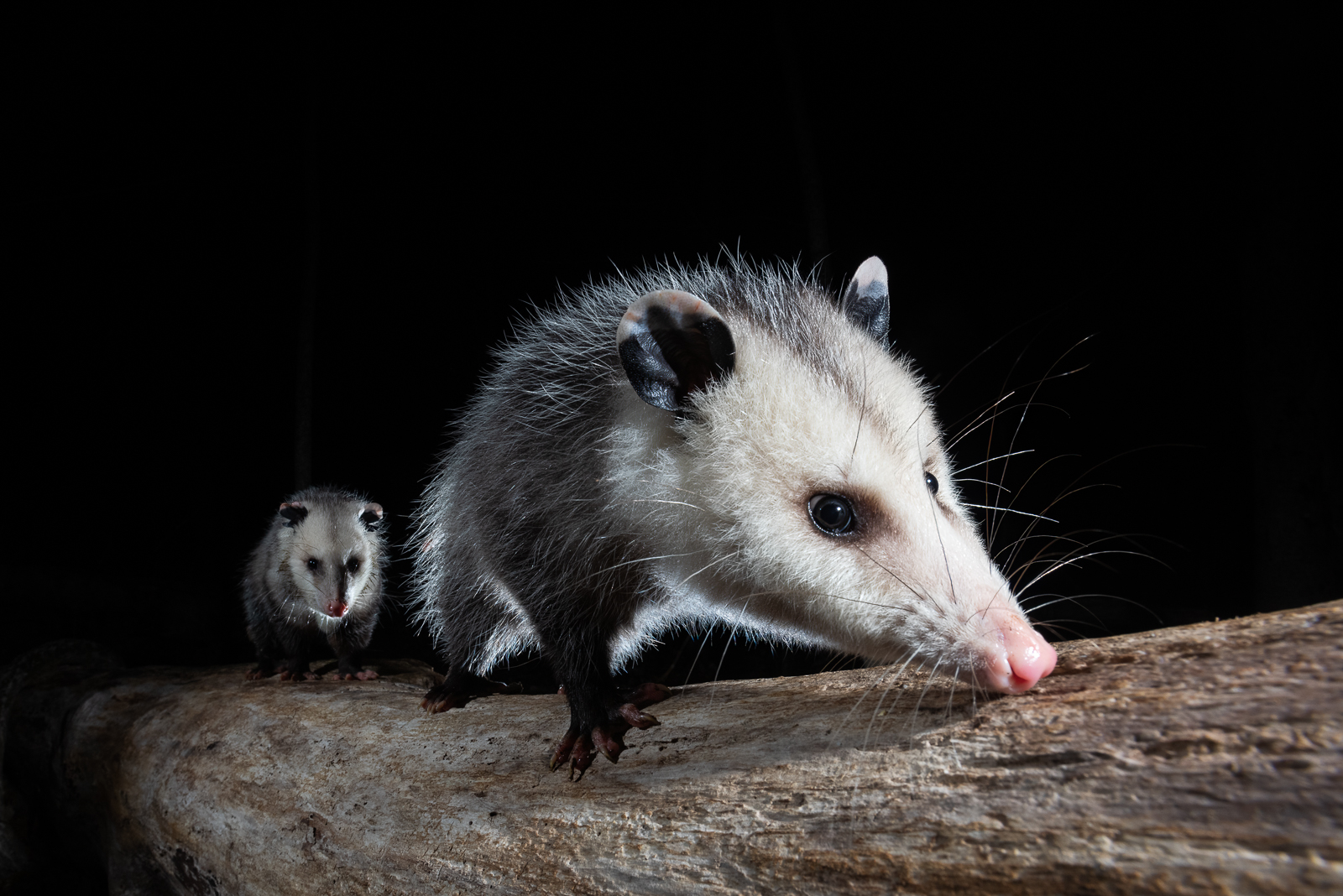 Virginia Opossums, Farmington, Connecticut