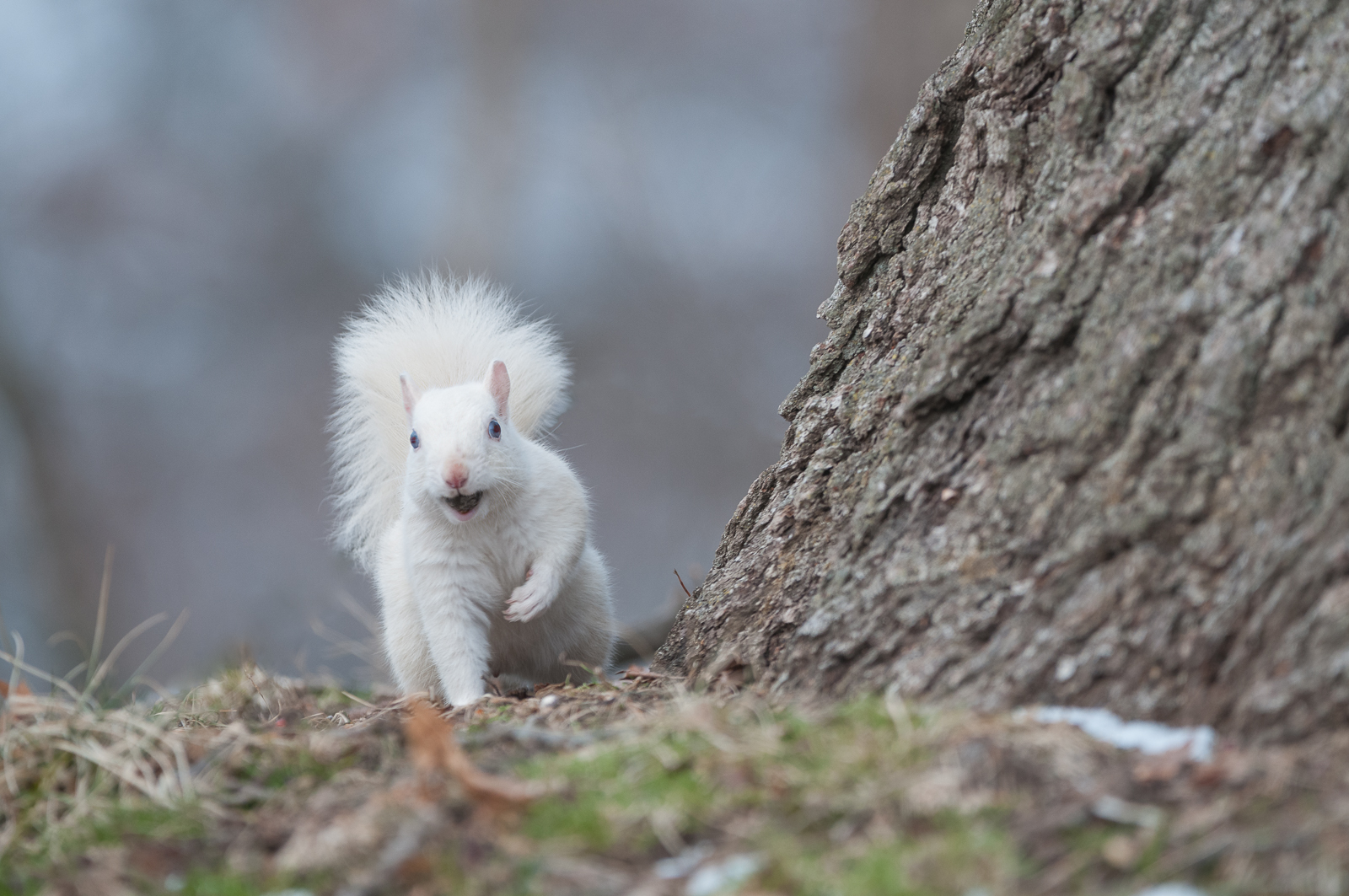 White Squirrel, Olney, Illinois
