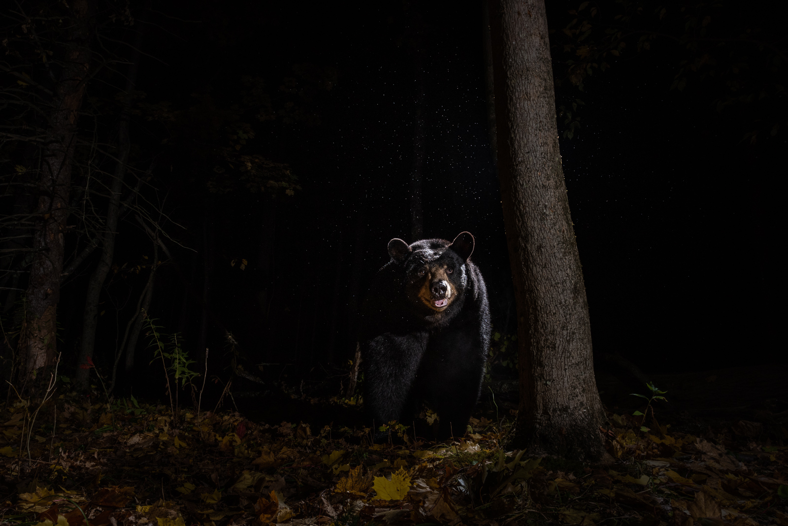 Black Bear, Farmington, Connecticut