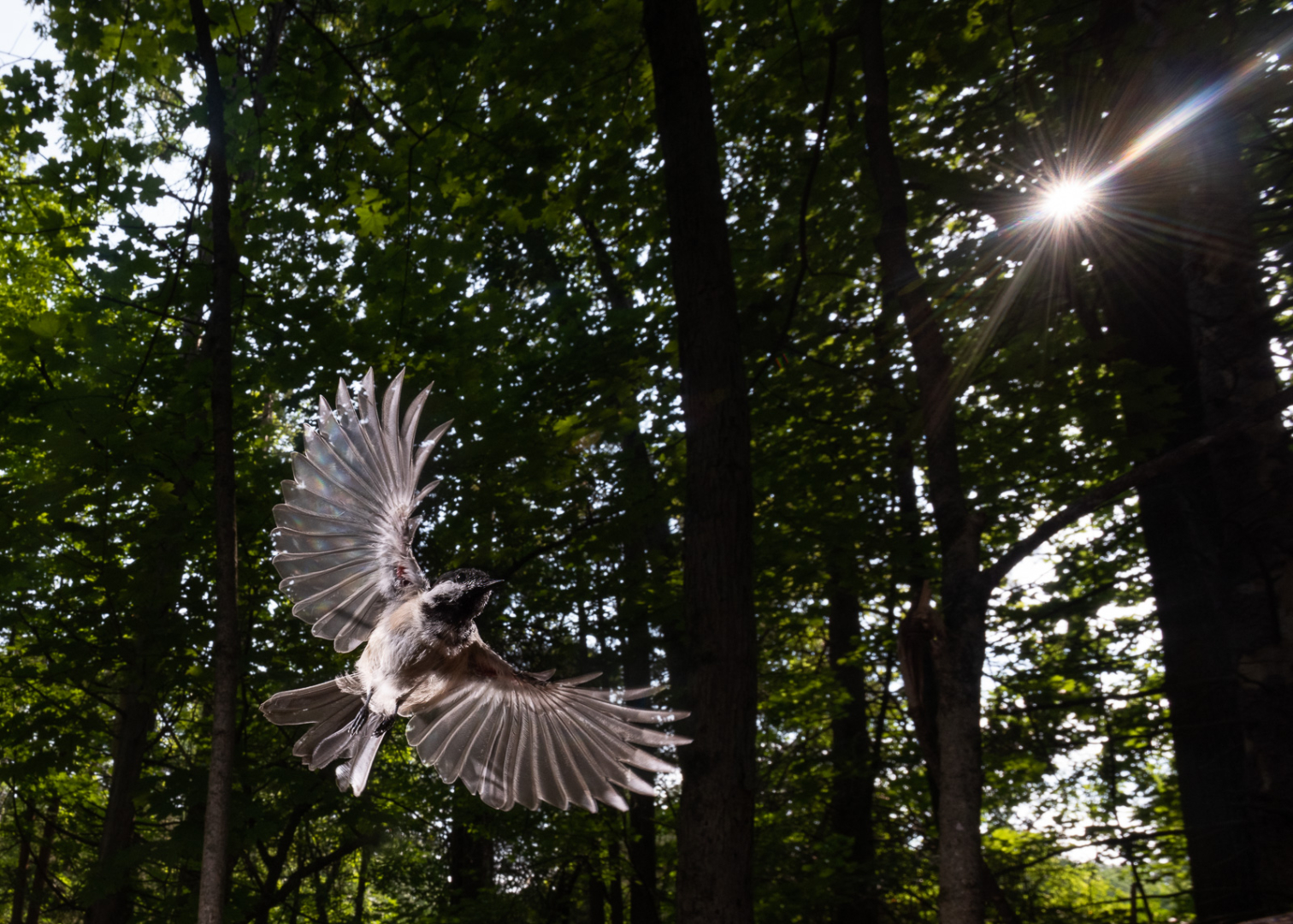 Black-Capped Chickadee, Farmington, Connecticut