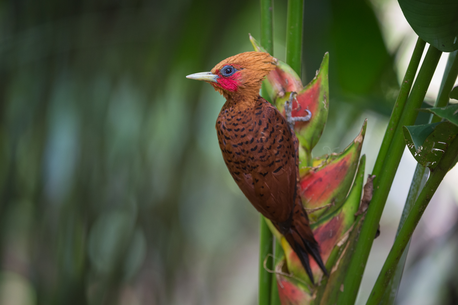 Chestnut-Colored Woodpecker, La Selva, Costa Rica