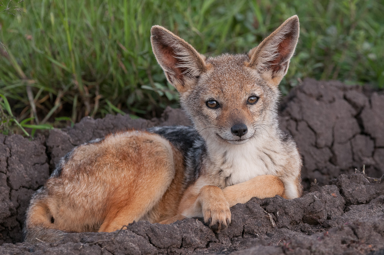 Black-Backed Jackal, Masai Mara, Kenya