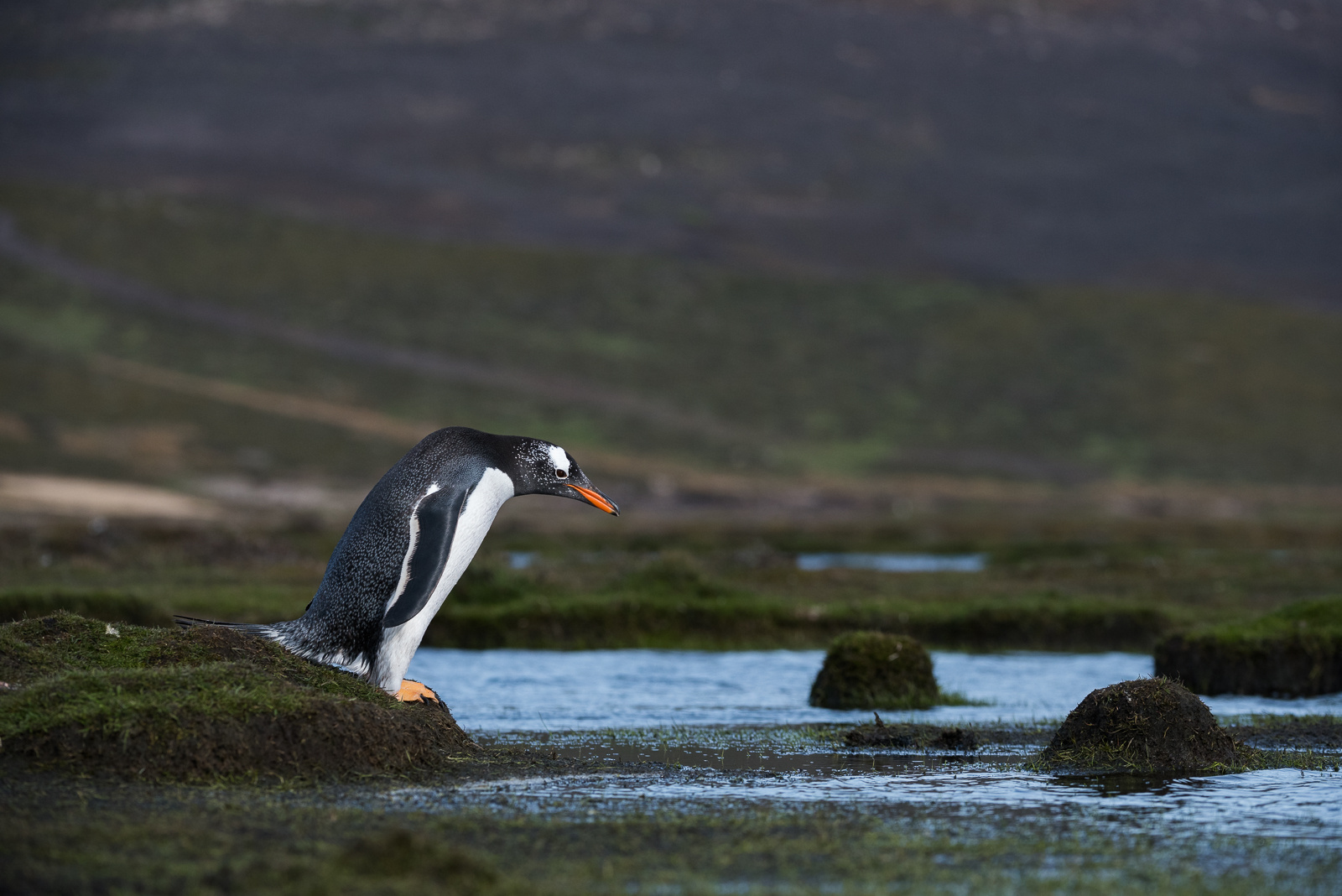 Gentoo Penguin, Saunders Island, Falkland Islands