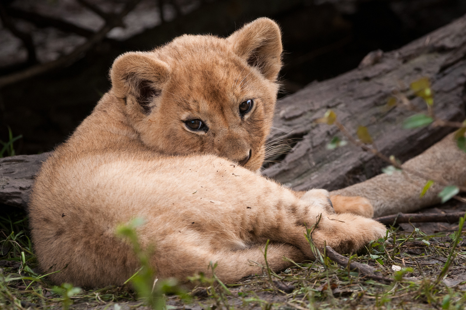 Lion Cub, Masai Mara, Kenya