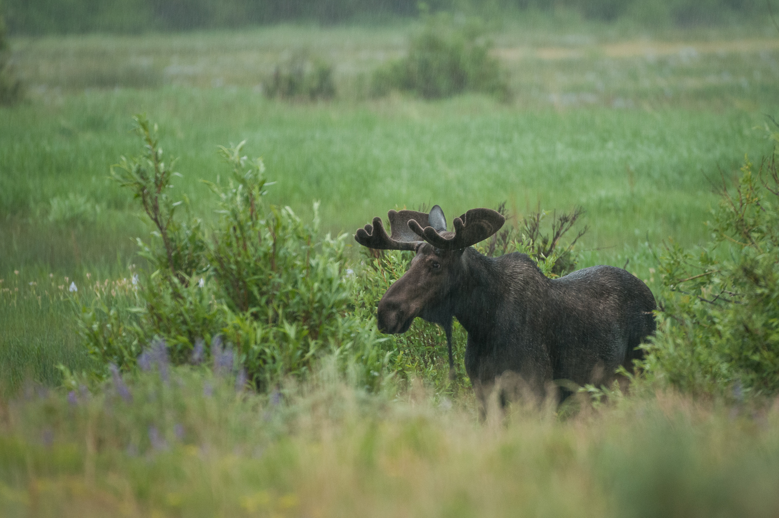 Bull Moose, Northern Colorado