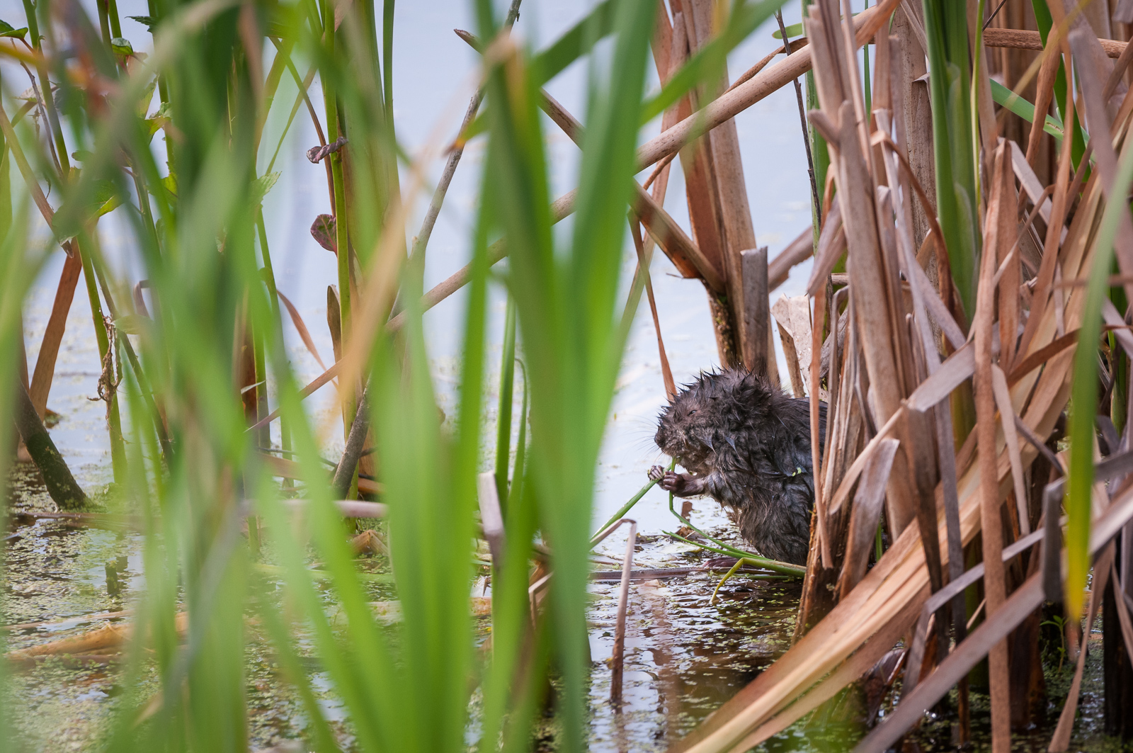 Muskrat, Cape May, New Jersey