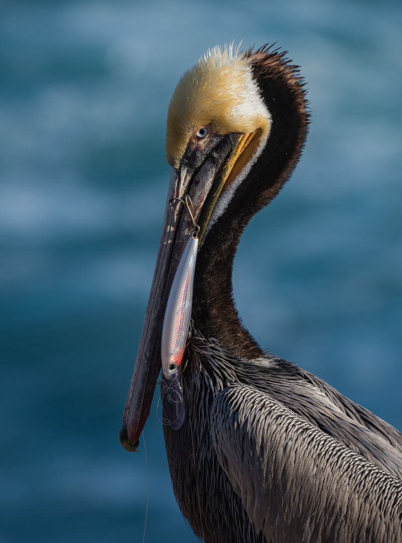 Injured Brown Pelican, La Jolla, California