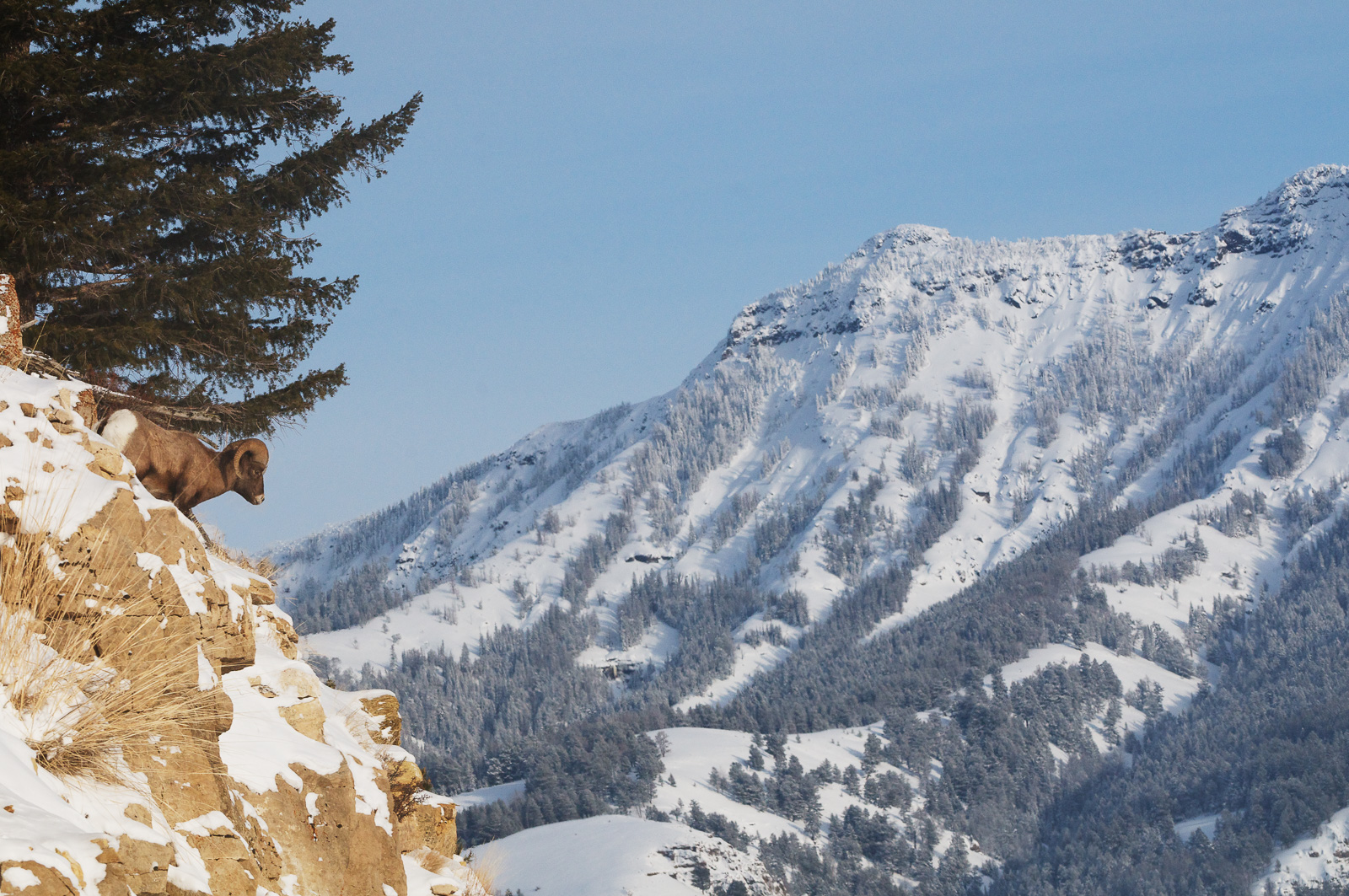 Bighorn Ram, Yellowstone National Park, Wyoming