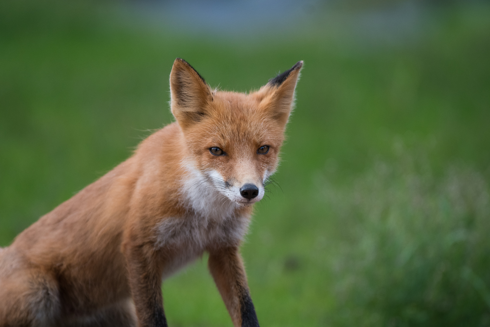 Red Fox, Lake Clark National Park, Alaska