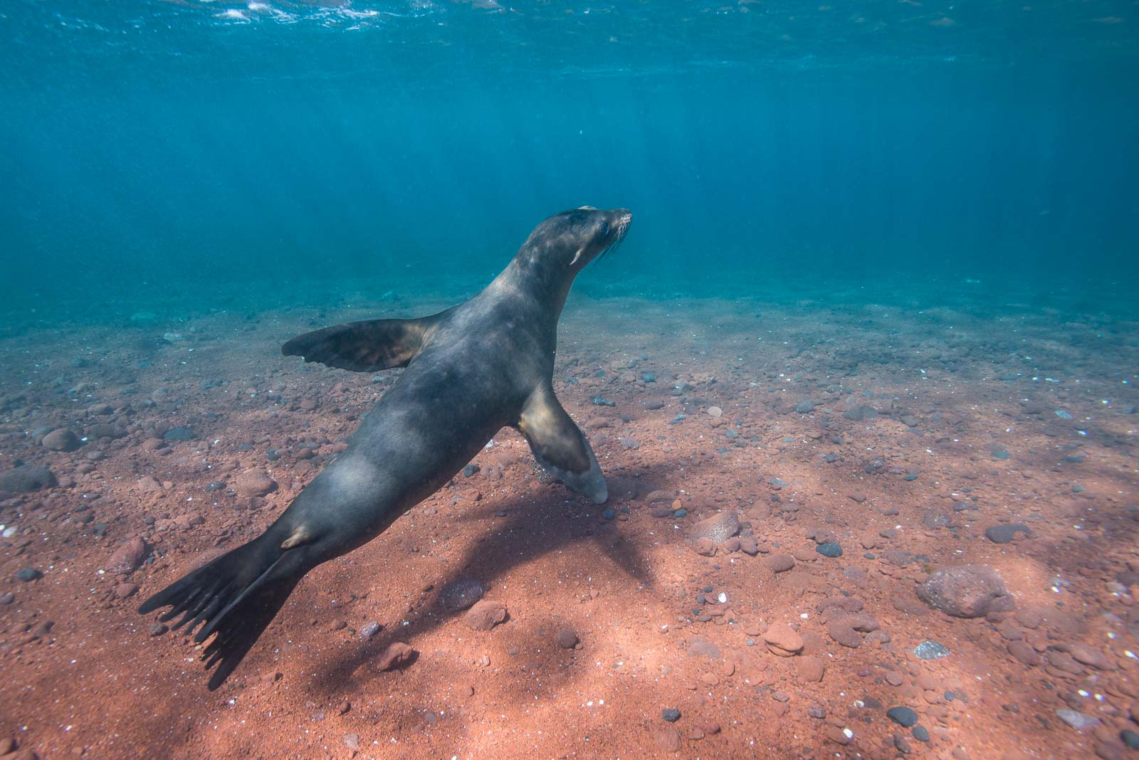 Galápagos Sea Lion, Rabida Island, Galápagos Islands, Ecuador