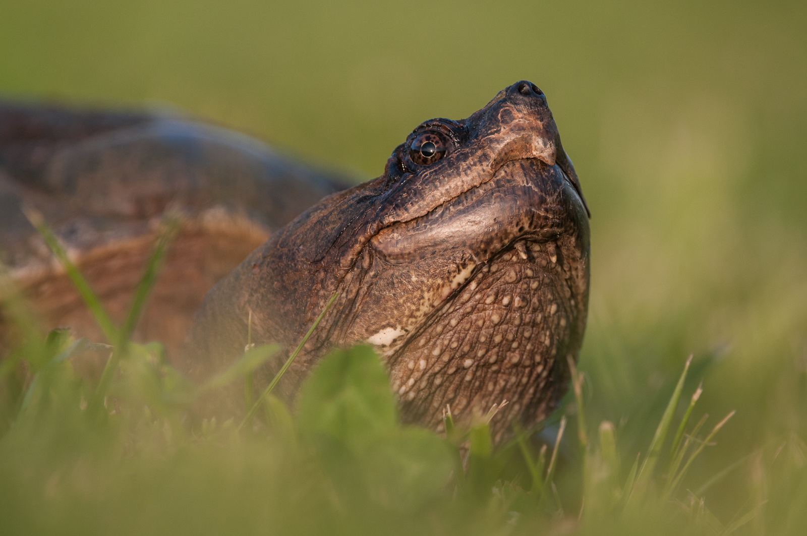 Common Snapping Turtle, Bombay Hook National Wildlife Refuge, Delaware