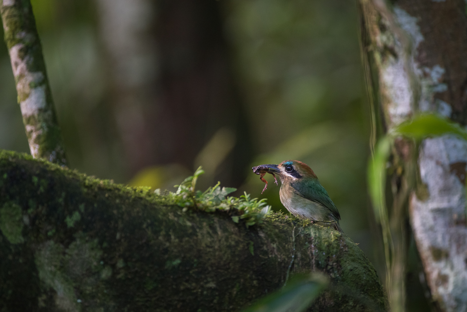 Tody Motmot, El Valle, Panama