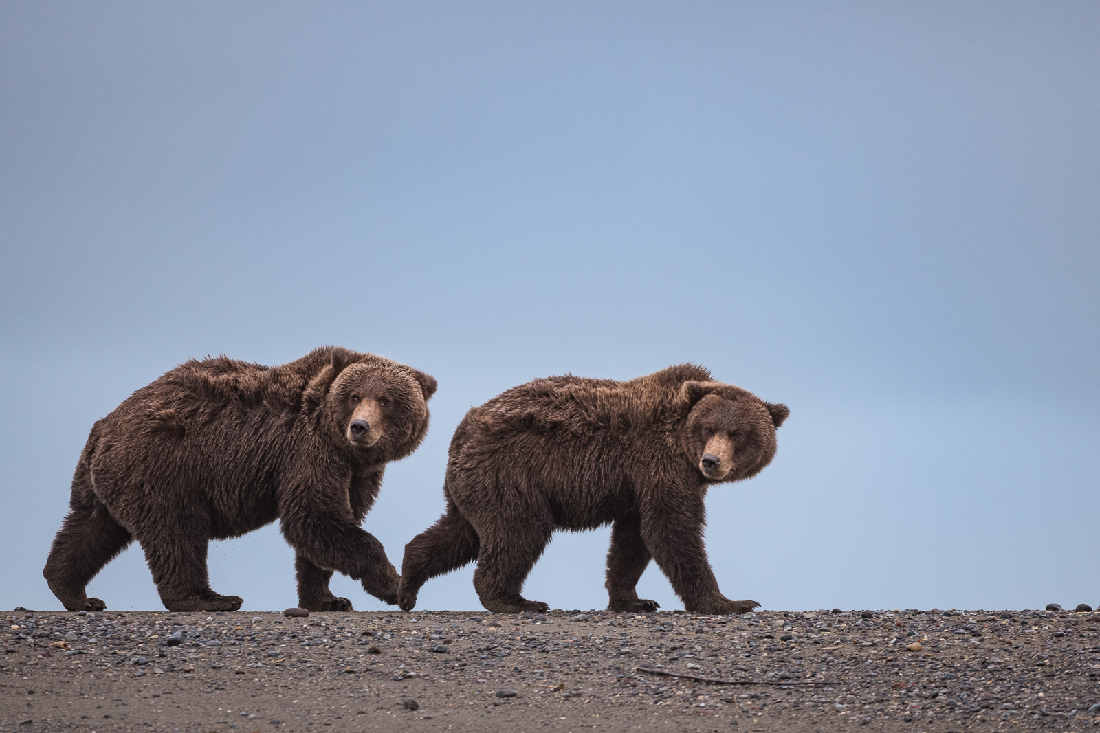 Coastal Brown Bears, Lake Clark National Park, Alaska