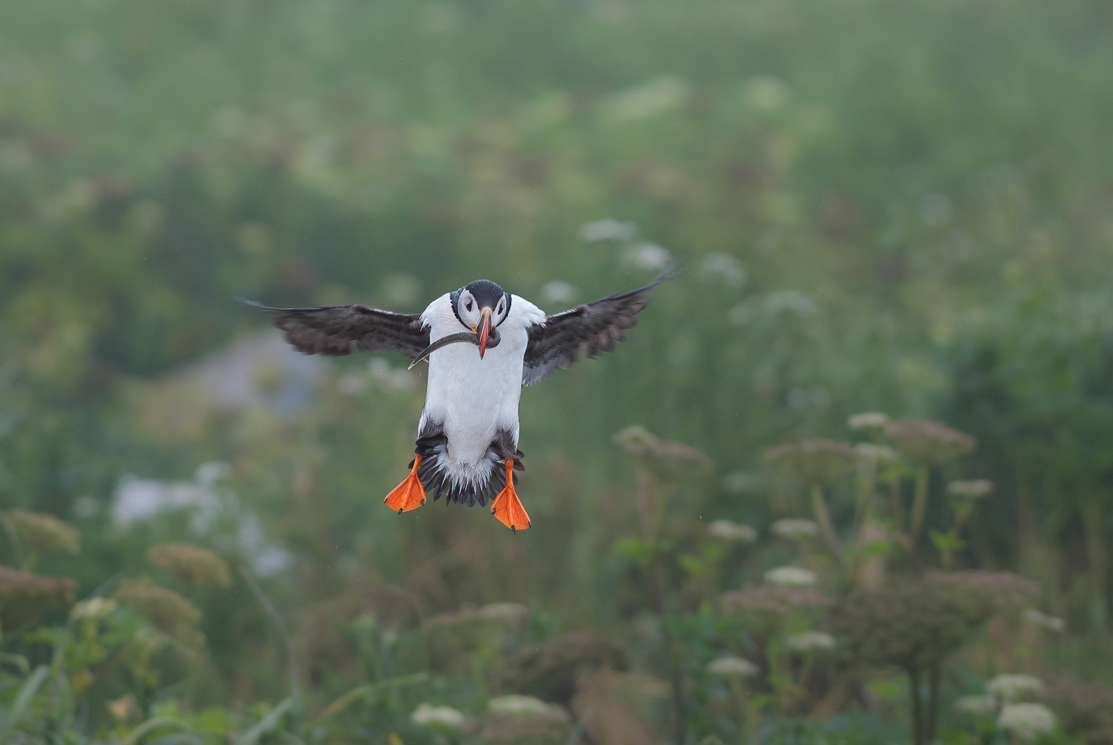 Atlantic Puffin, Machias Seal Island, New Brunswick/Maine