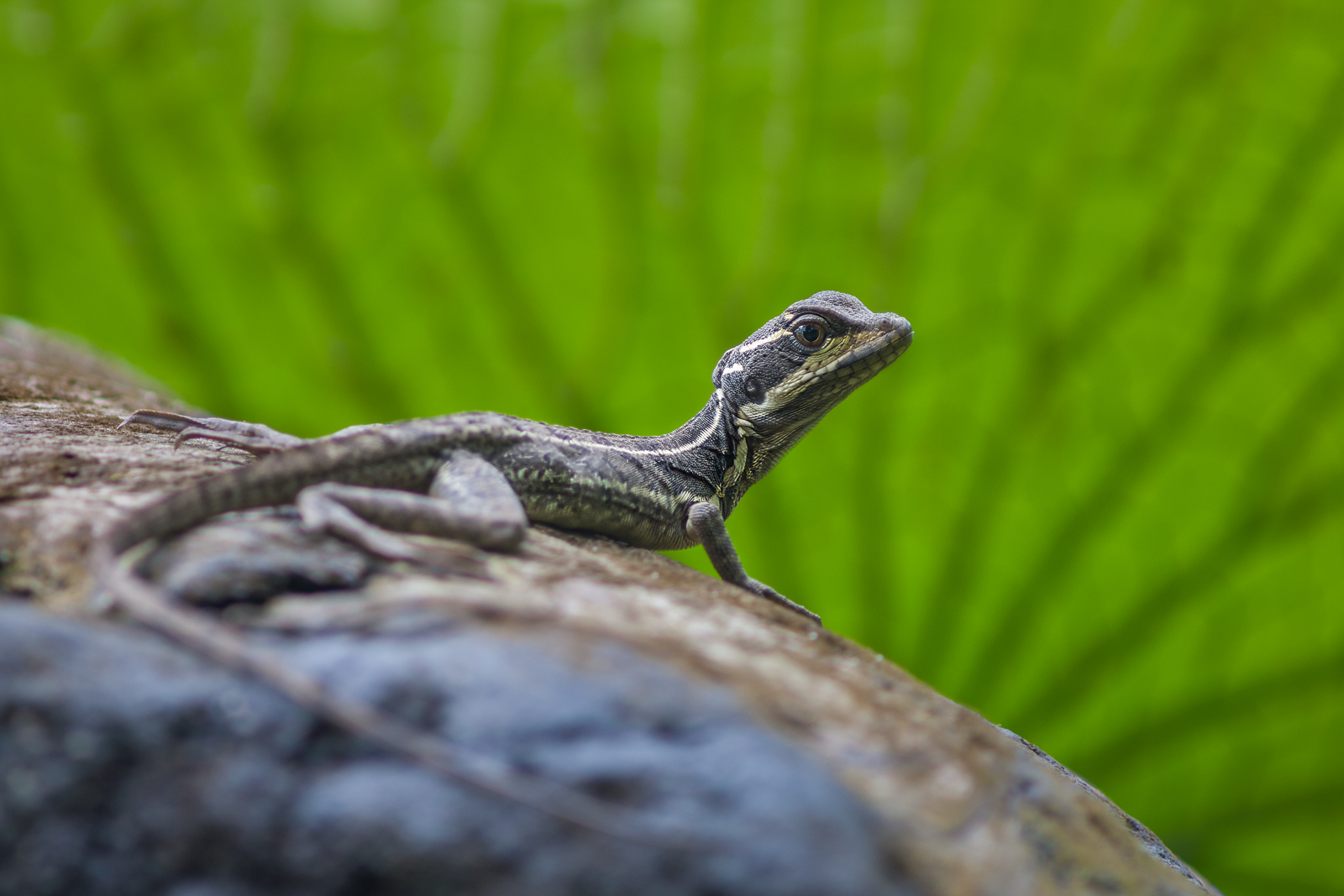 Brown Basilisk Lizard, Osa Peninsula, Costa Rica