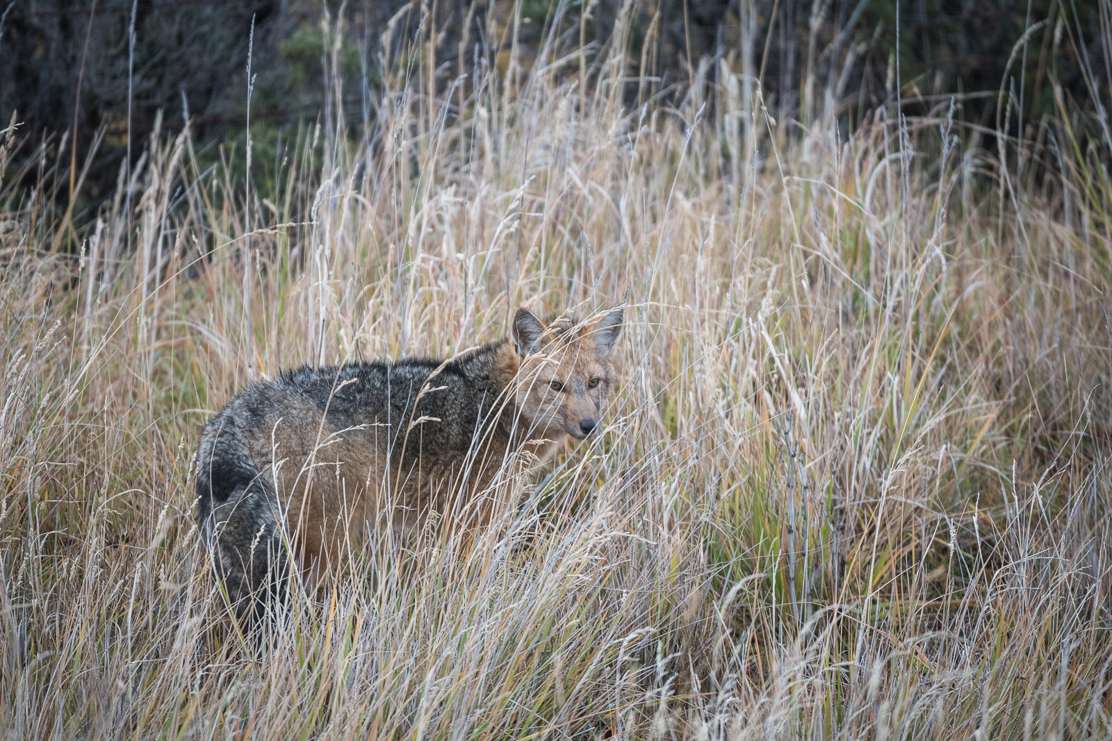 Culpeo Fox, Southern Chile