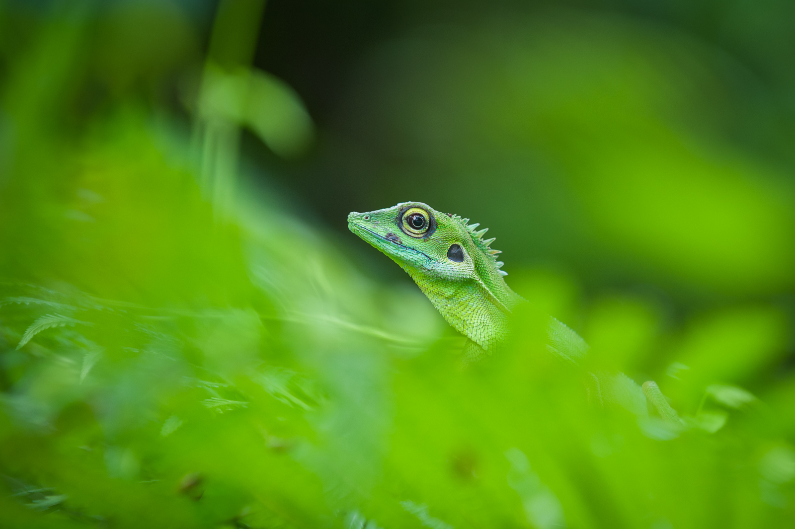 Green Crested Lizard, Sumatra, Indonesia