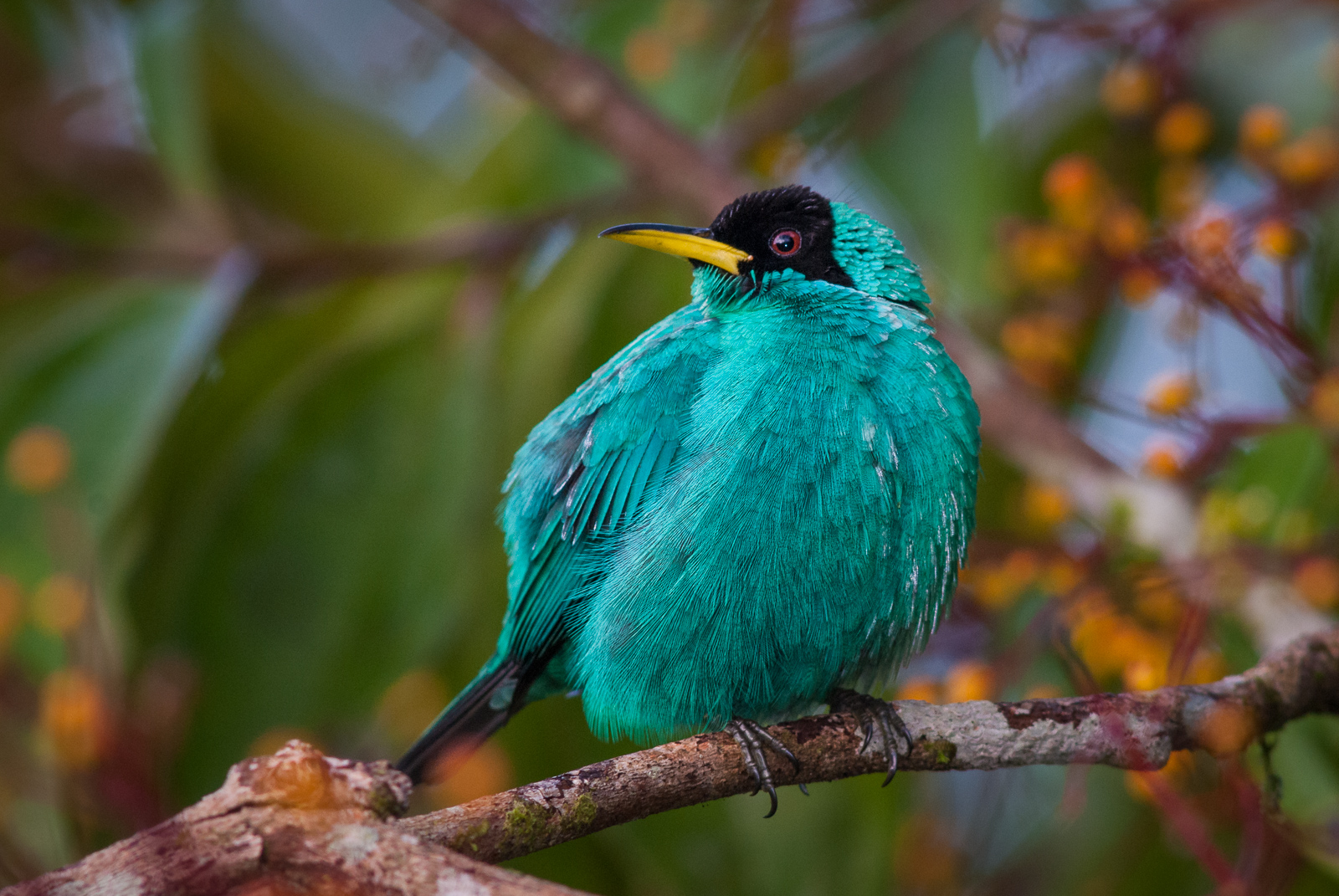 Green Honeycreeper, La Selva, Costa Rica