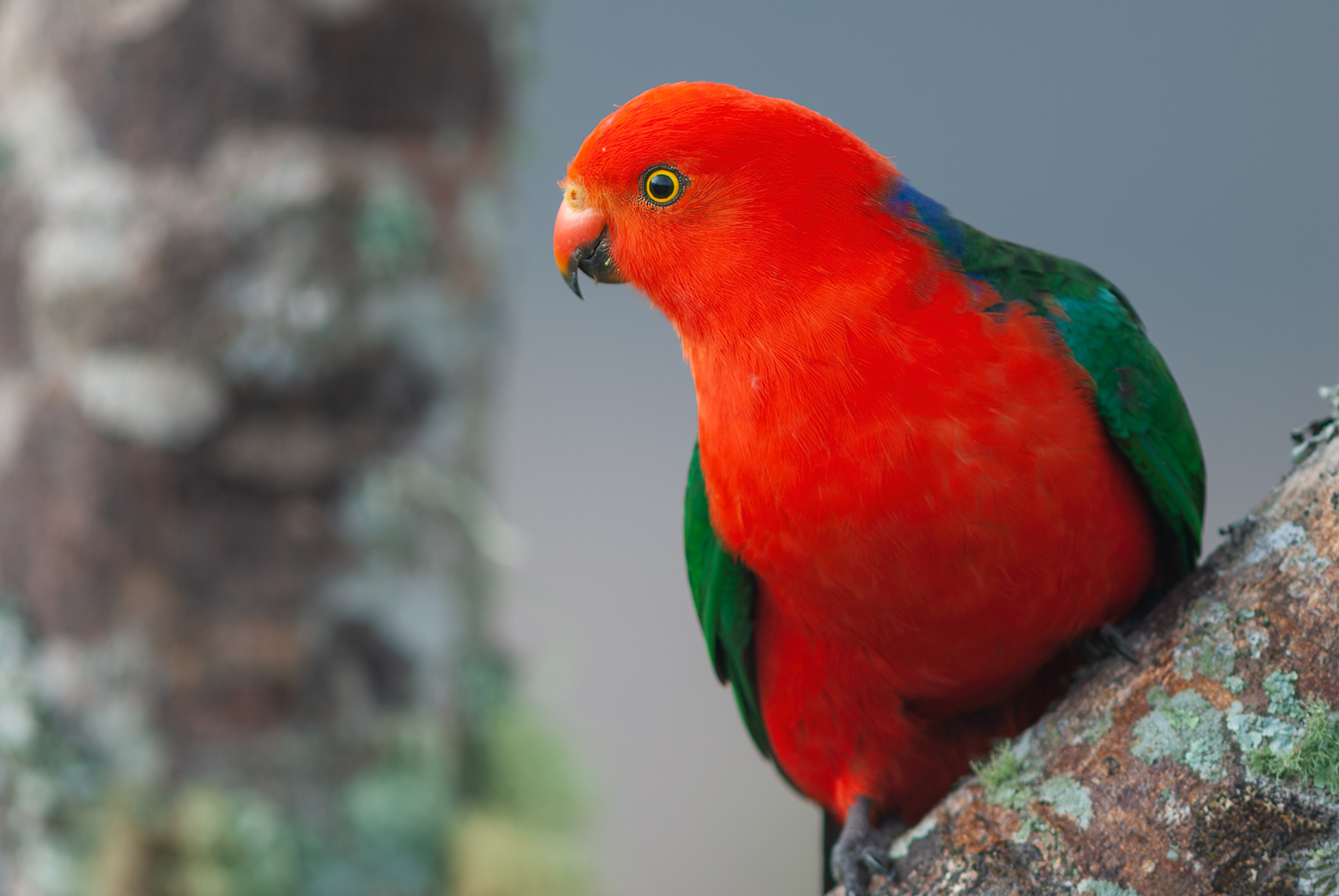 Male King Parrot, Lamington National Park, Queensland, Australia