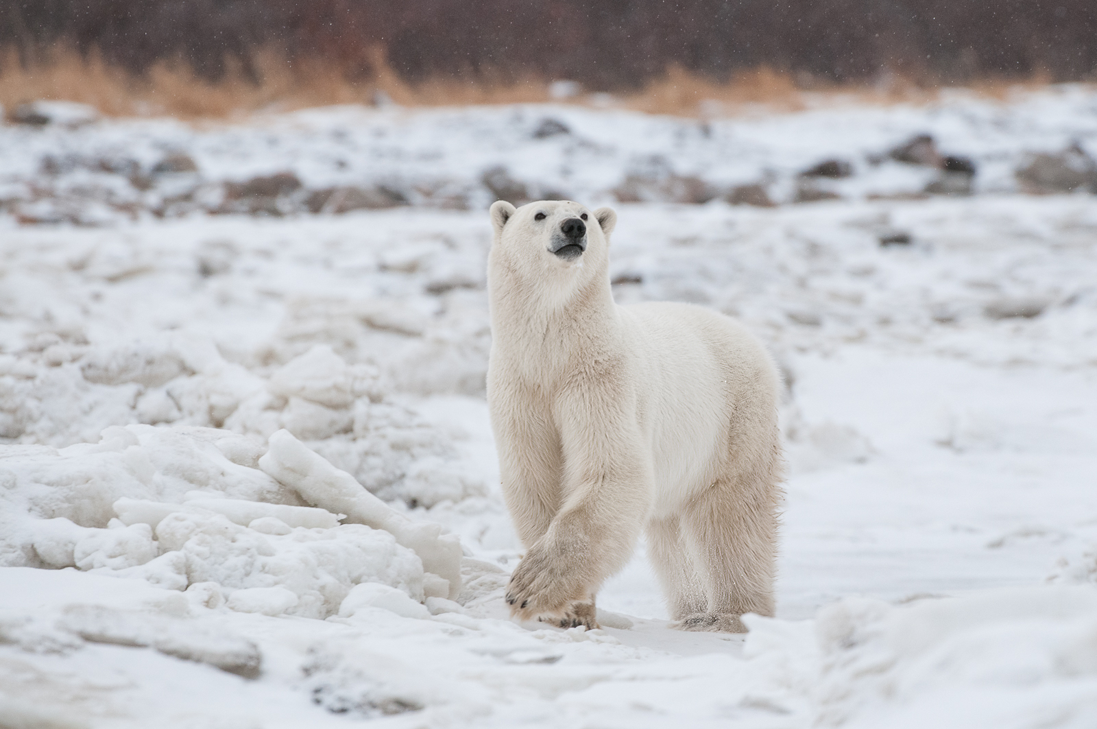 Polar Bear, Seal River, Manitoba, Canada